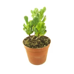 Crassula ovata 'Hobbit'