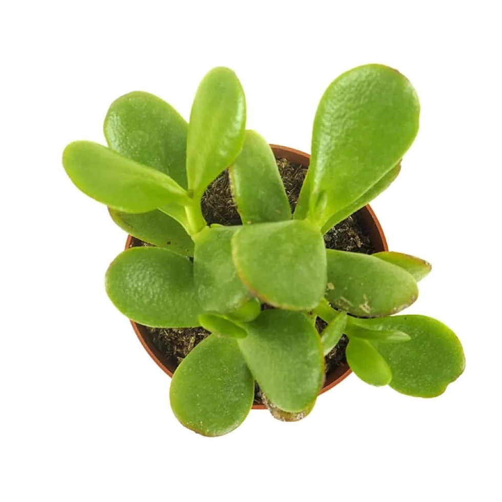 Crassula ovata (Árbol de jade)