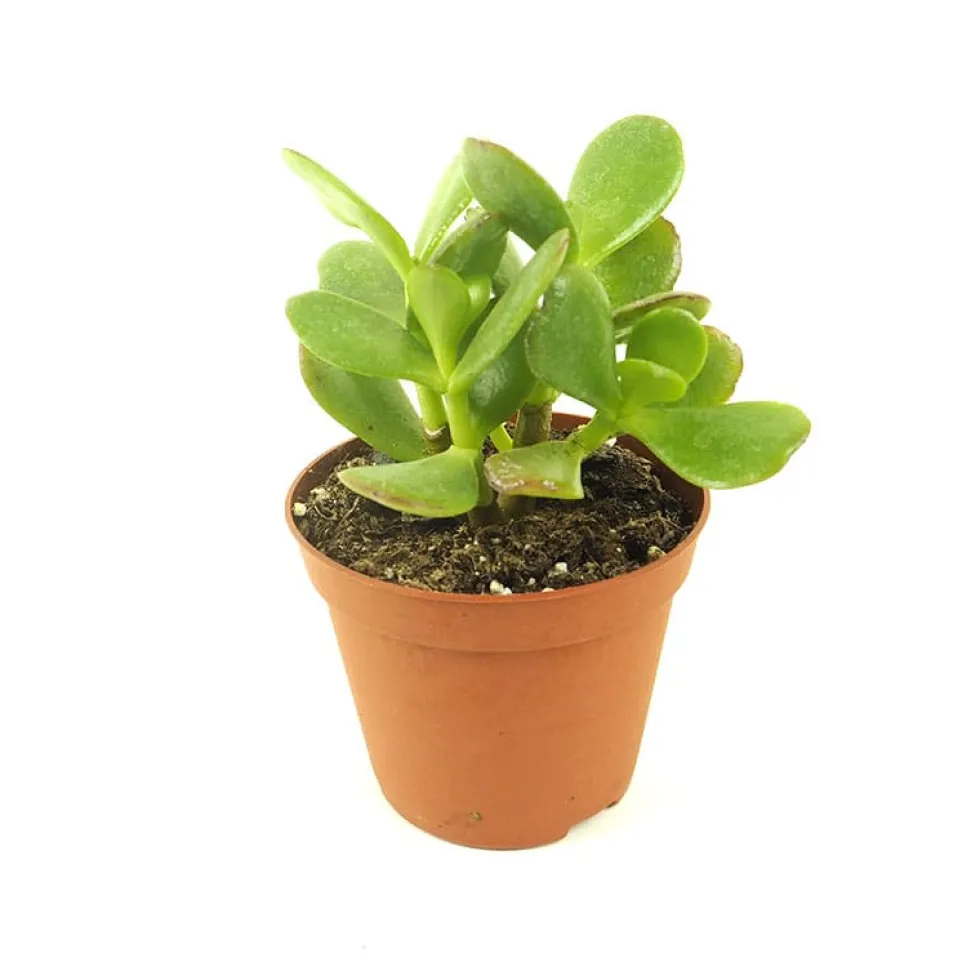 Crassula ovata (Árbol de jade)