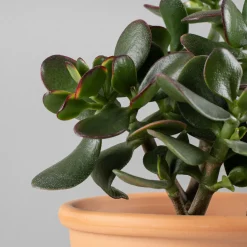 Crassula ovata 'Sunset'