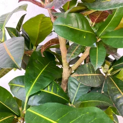 Croton variegatum 'Mammi'