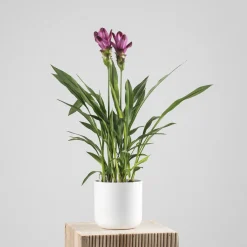 Curcuma alismatifolia - Tulipán de Siam