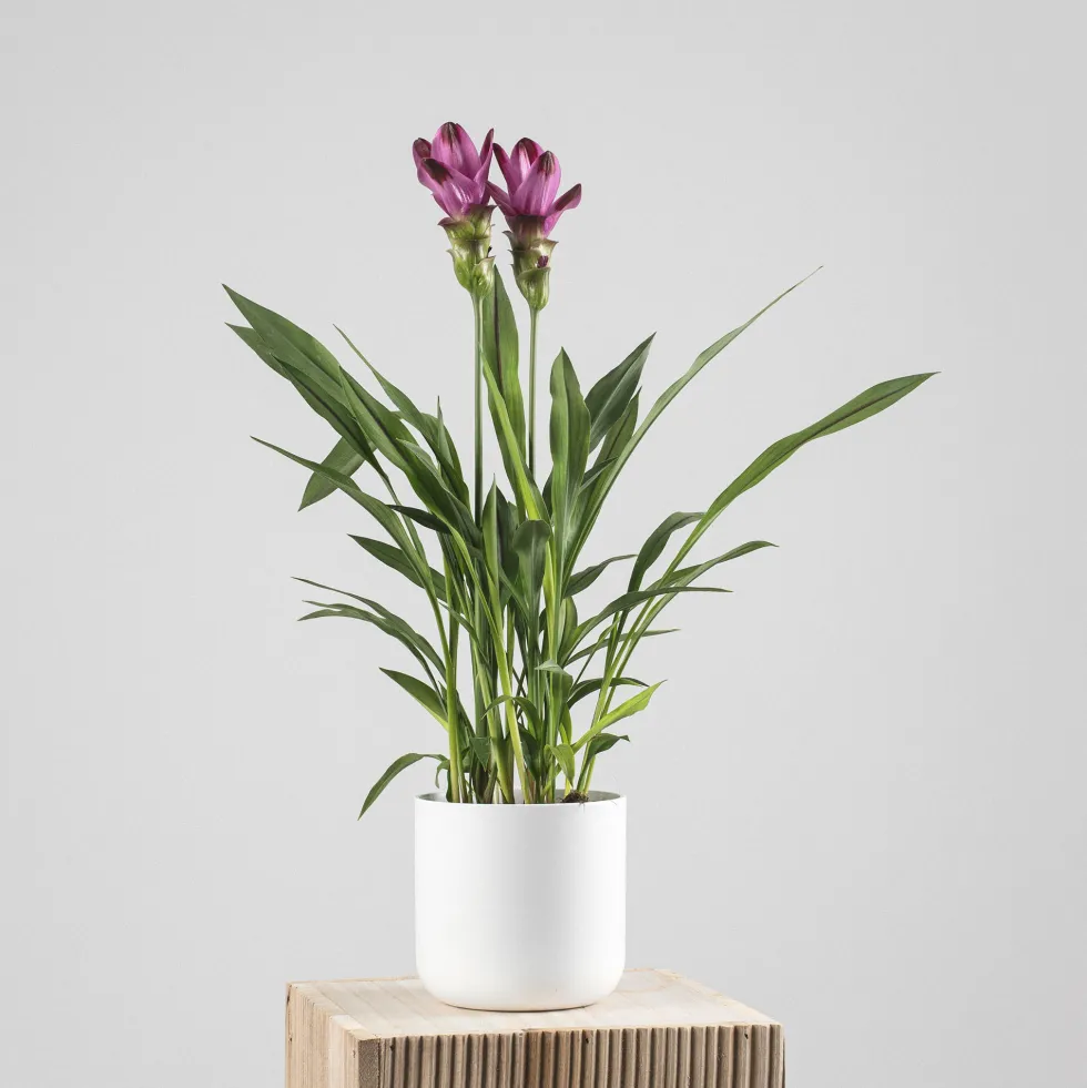 Curcuma alismatifolia - Tulipán de Siam