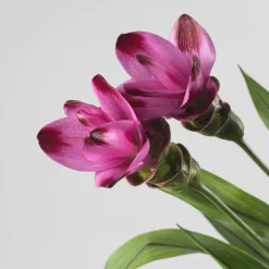 Curcuma alismatifolia - Tulipán de Siam