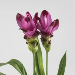 Curcuma alismatifolia - Tulipán de Siam