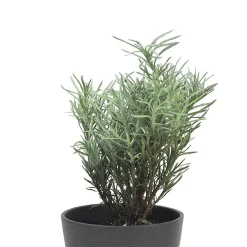 Curry (helichrysum italicum) - Planta aromática