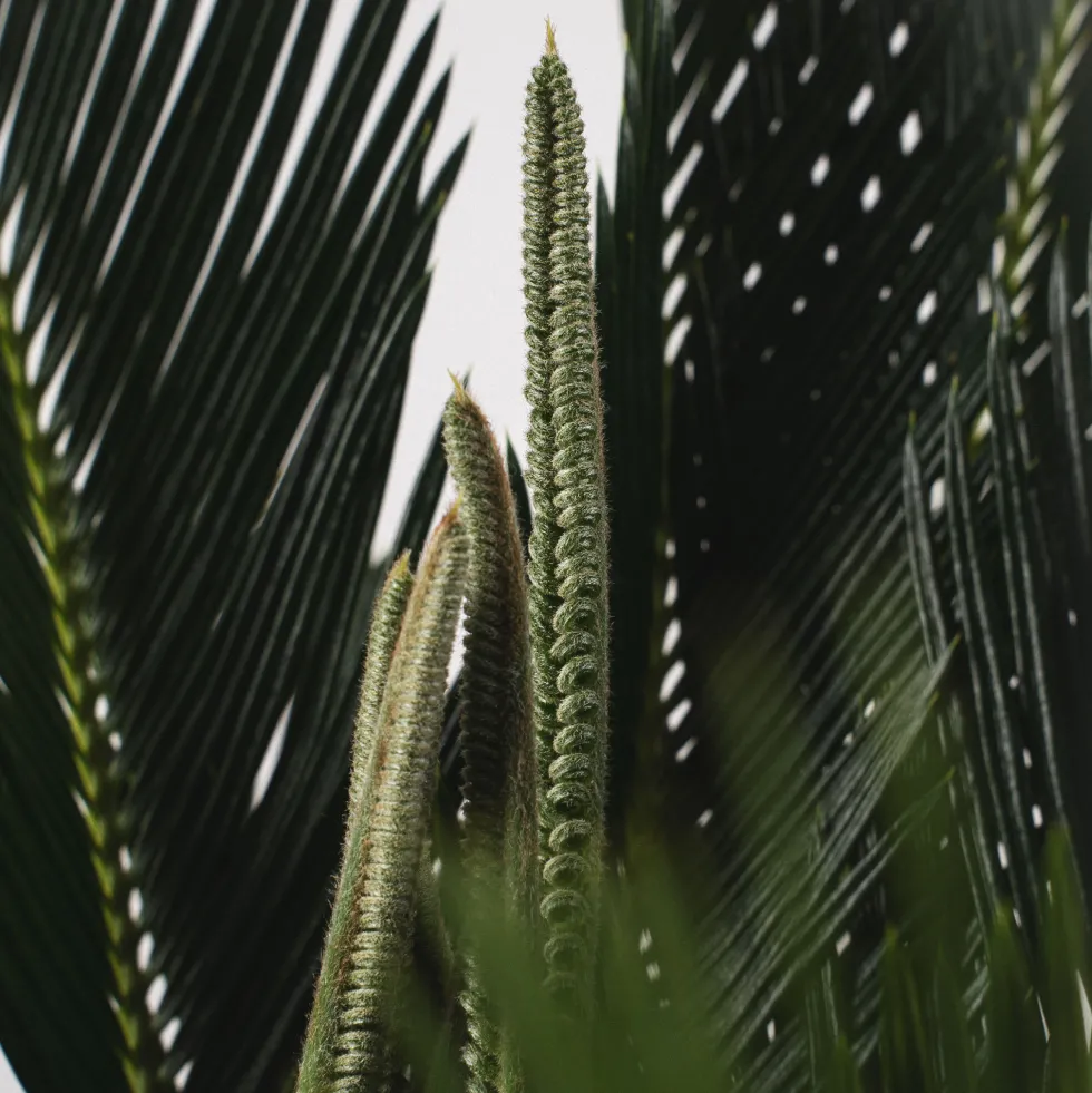 Cycas revoluta