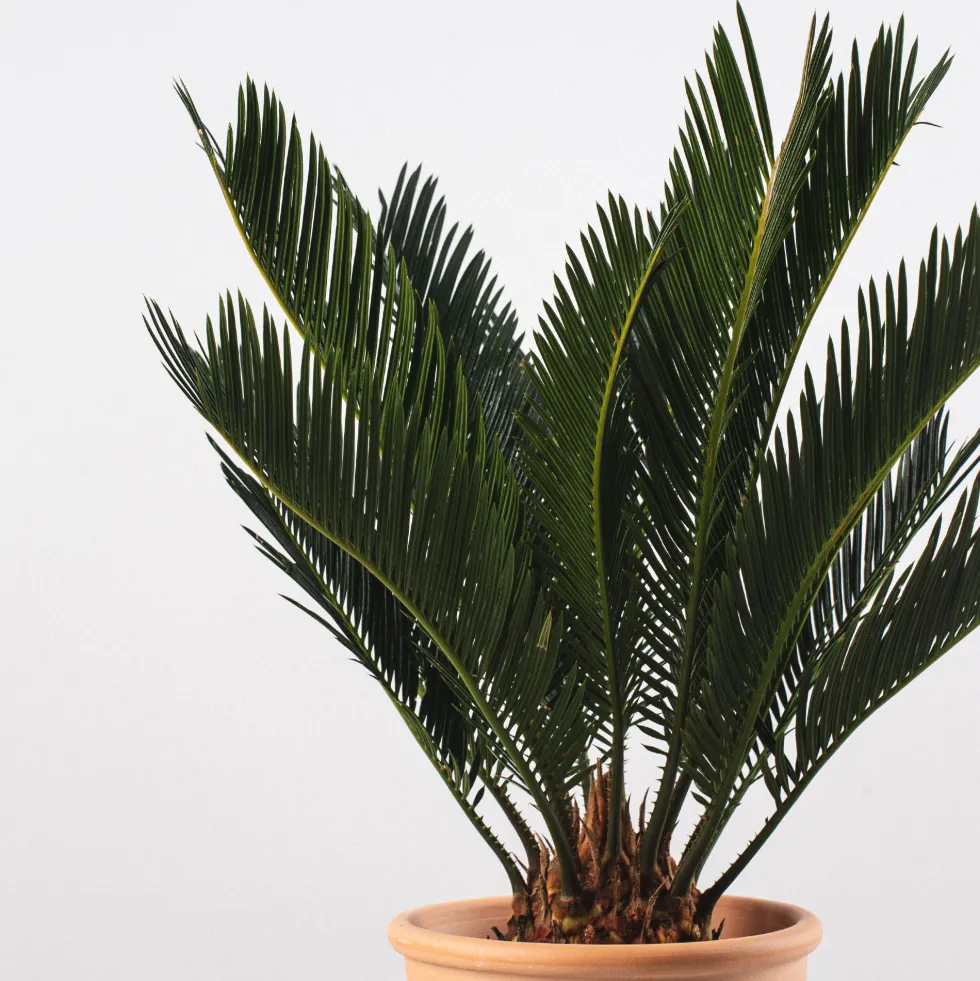 Cycas revoluta