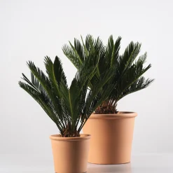 Cycas revoluta