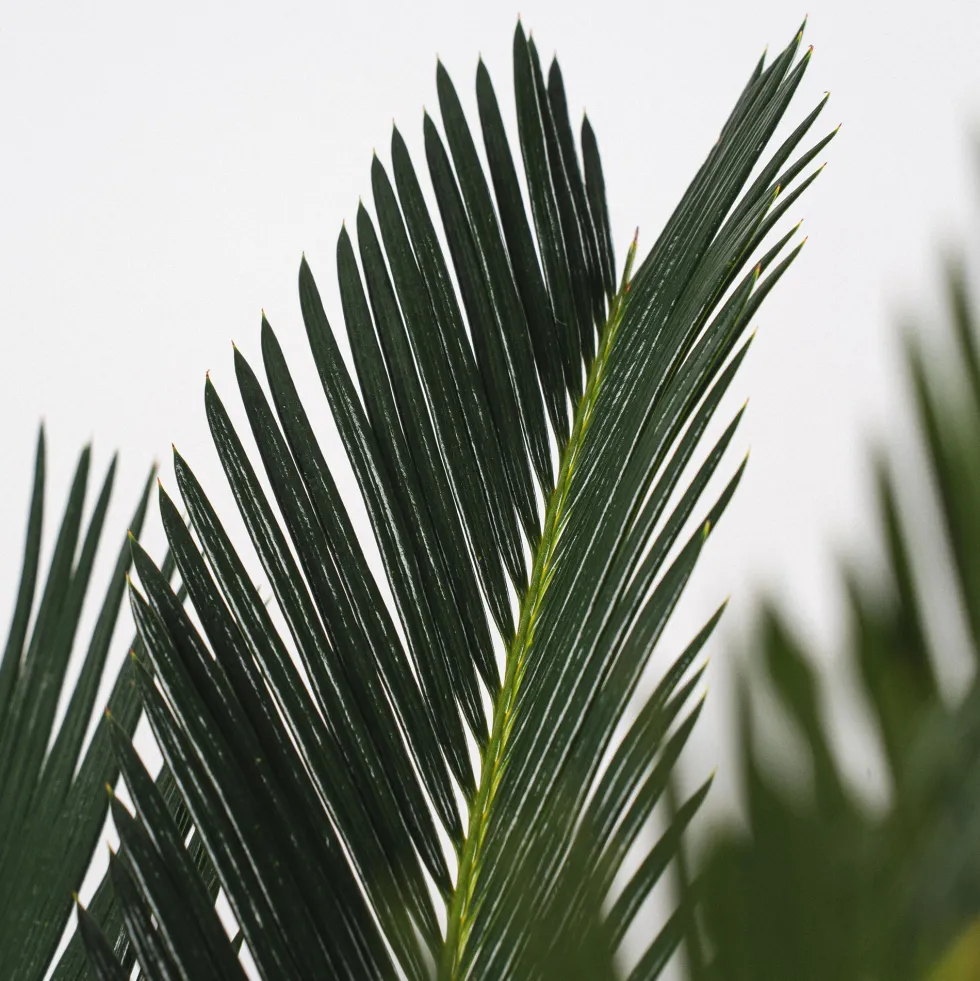 Cycas revoluta