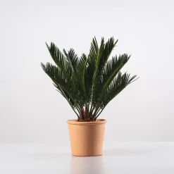 Cycas revoluta