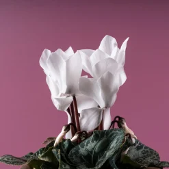 Cyclamen 'Super Serie Allure' blanco