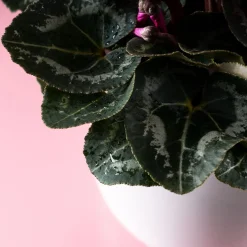 Cyclamen 'Super Serie Allure' morado