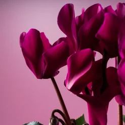 Cyclamen 'Super Serie Allure' morado