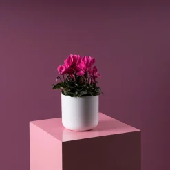 Cyclamen 'Super Serie Allure' rosa