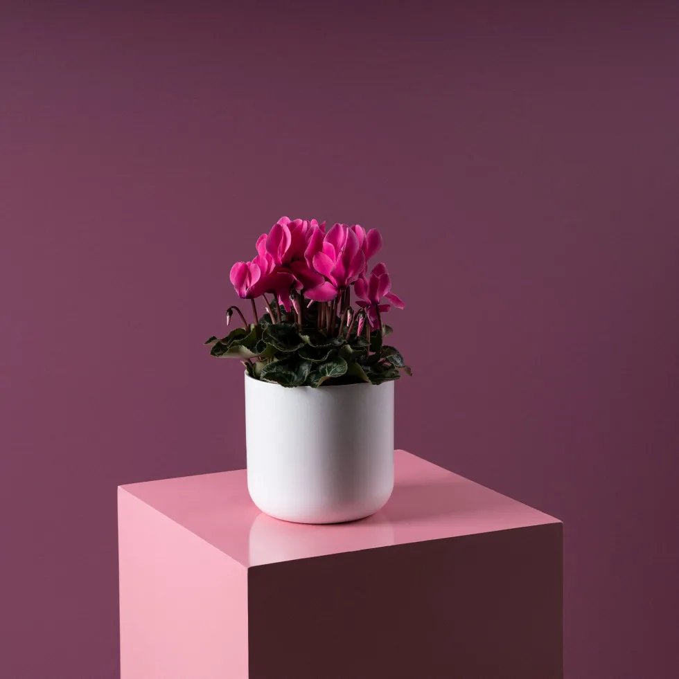 Cyclamen 'Super Serie Allure' rosa