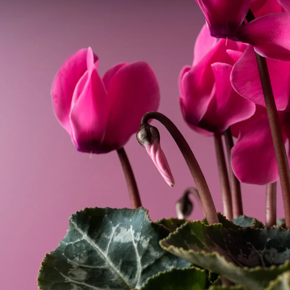 Cyclamen 'Super Serie Allure' rosa