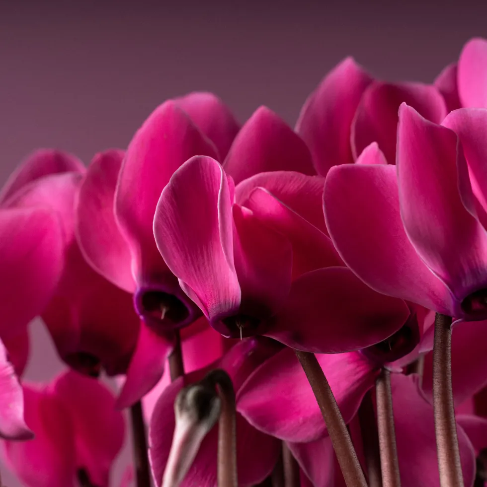 Cyclamen 'Super Serie Allure' rosa