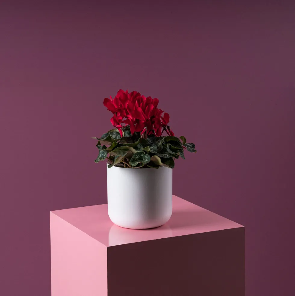 Cyclamen 'Super Serie Allure' rojo