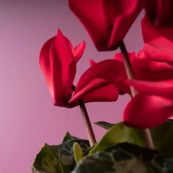 Cyclamen 'Super Serie Allure' rojo
