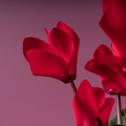 Cyclamen 'Super Serie Allure' rojo