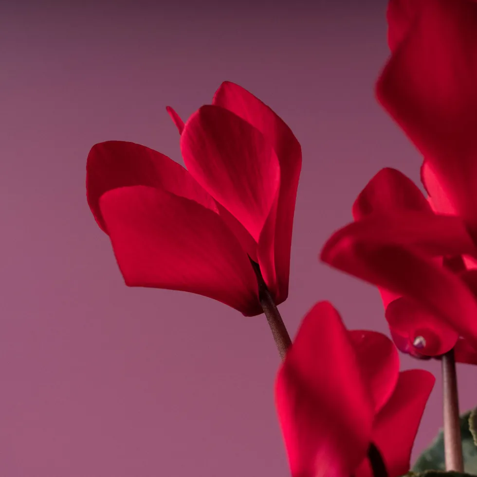 Cyclamen 'Super Serie Allure' rojo