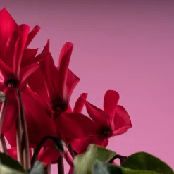 Cyclamen 'Super Serie Allure' rojo