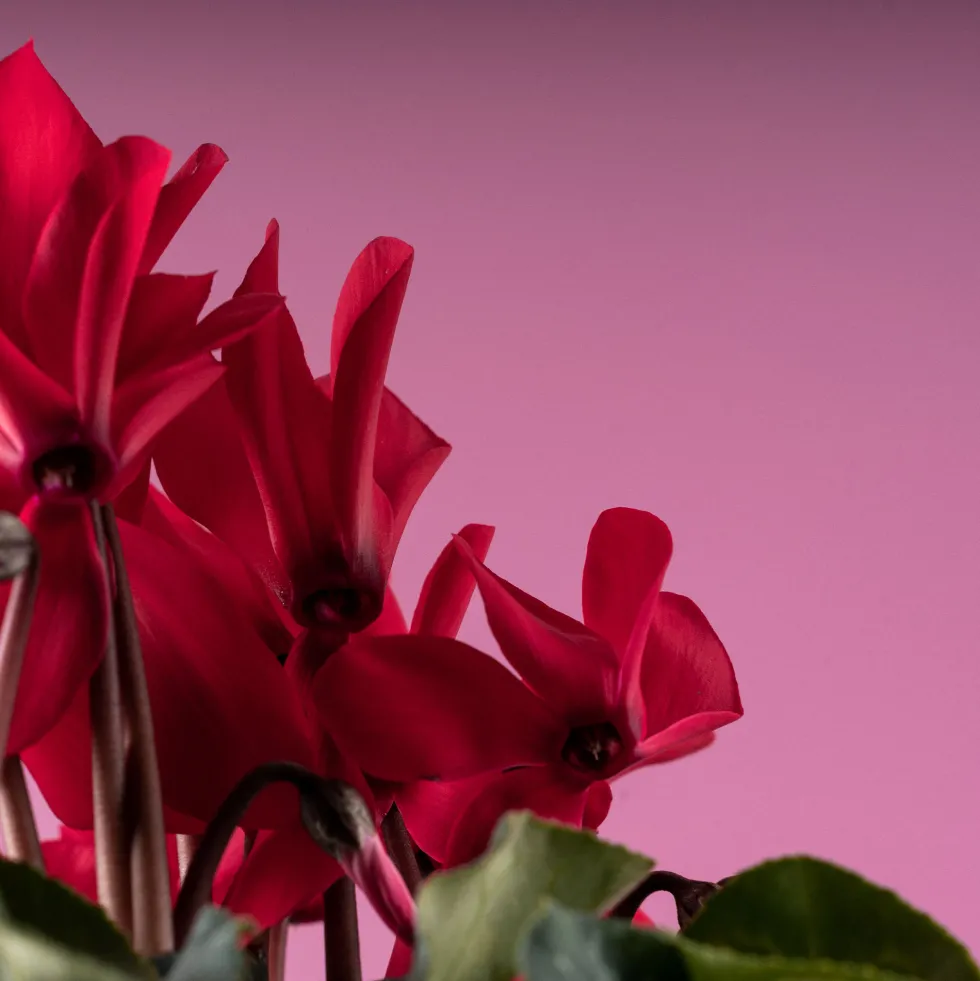 Cyclamen 'Super Serie Allure' rojo