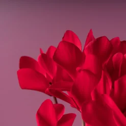Cyclamen 'Super Serie Allure' rojo
