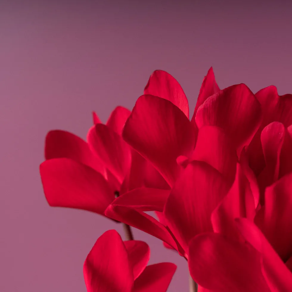 Cyclamen 'Super Serie Allure' rojo