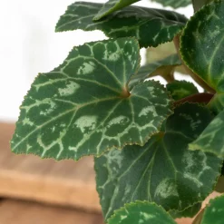 Cyclamen 'Super Serie Verano'