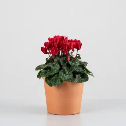 Cyclamen 'Super Serie Verano'