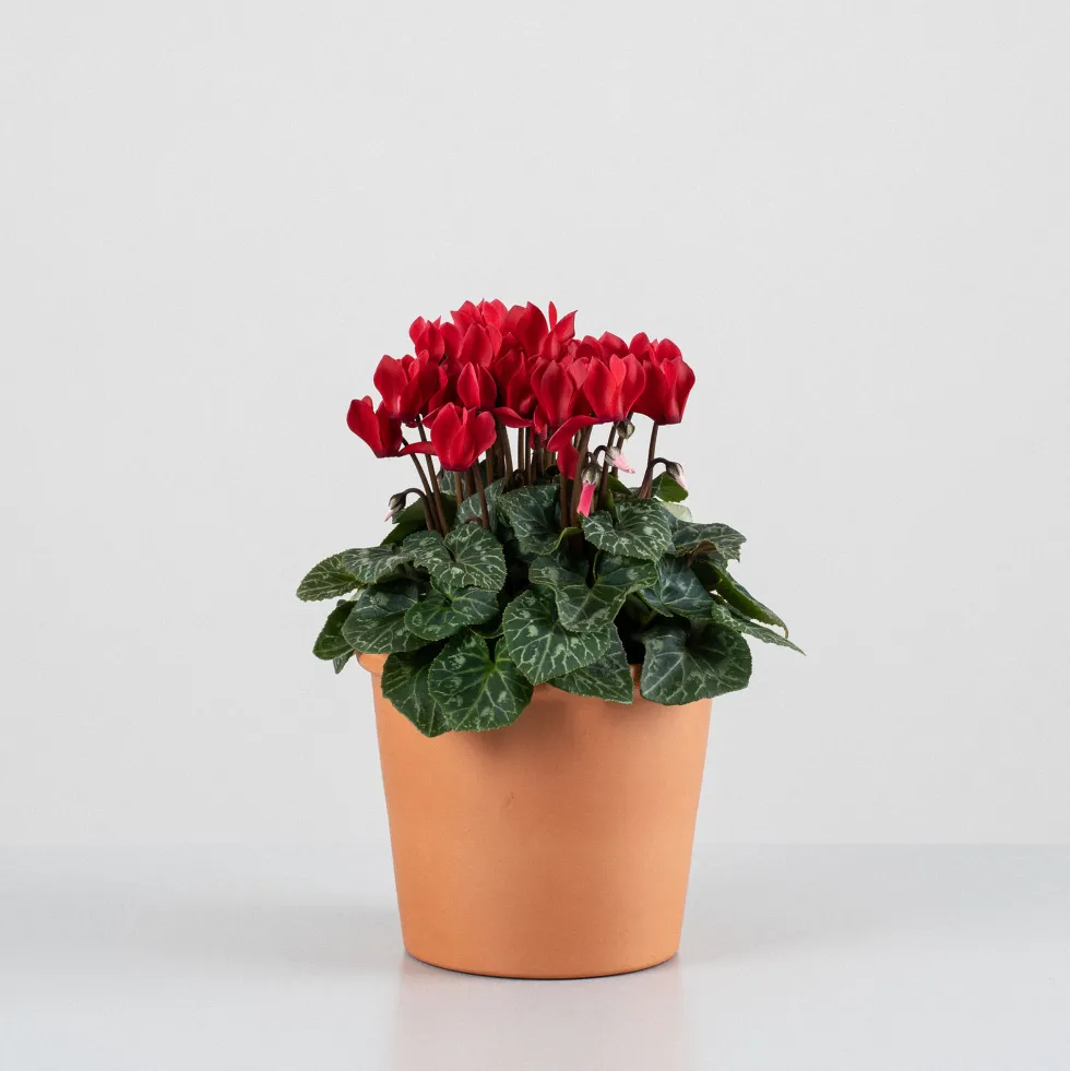 Cyclamen 'Super Serie Verano'