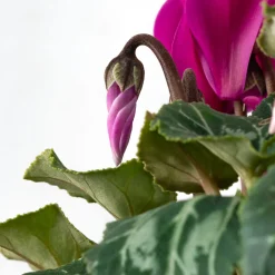 Cyclamen 'Super Serie Verano'