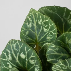 Cyclamen 'Super Serie Verano'