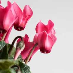 Cyclamen 'Super Serie Verano'