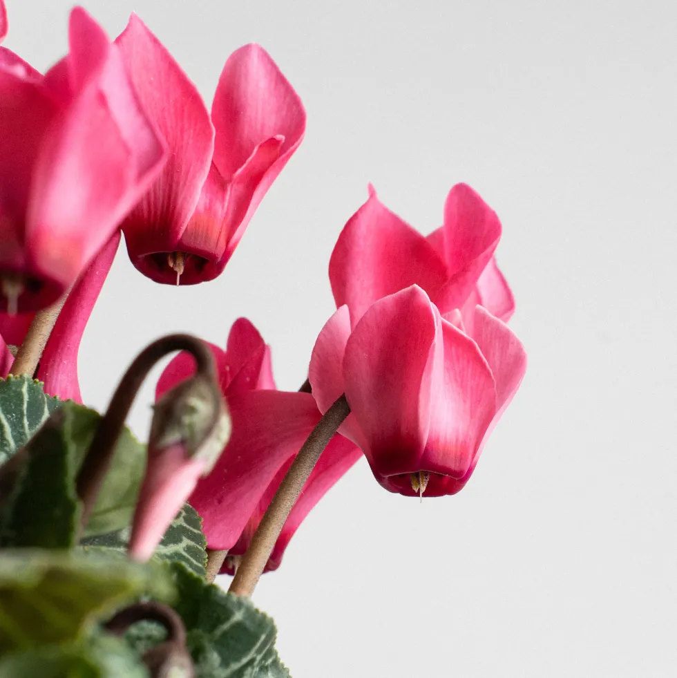Cyclamen 'Super Serie Verano'