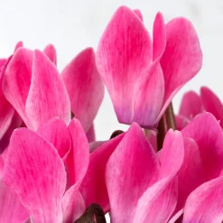 Cyclamen 'Super Serie Verano'