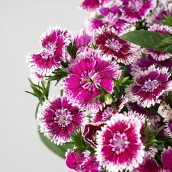 Dianthus barbatus - Clavel del poeta