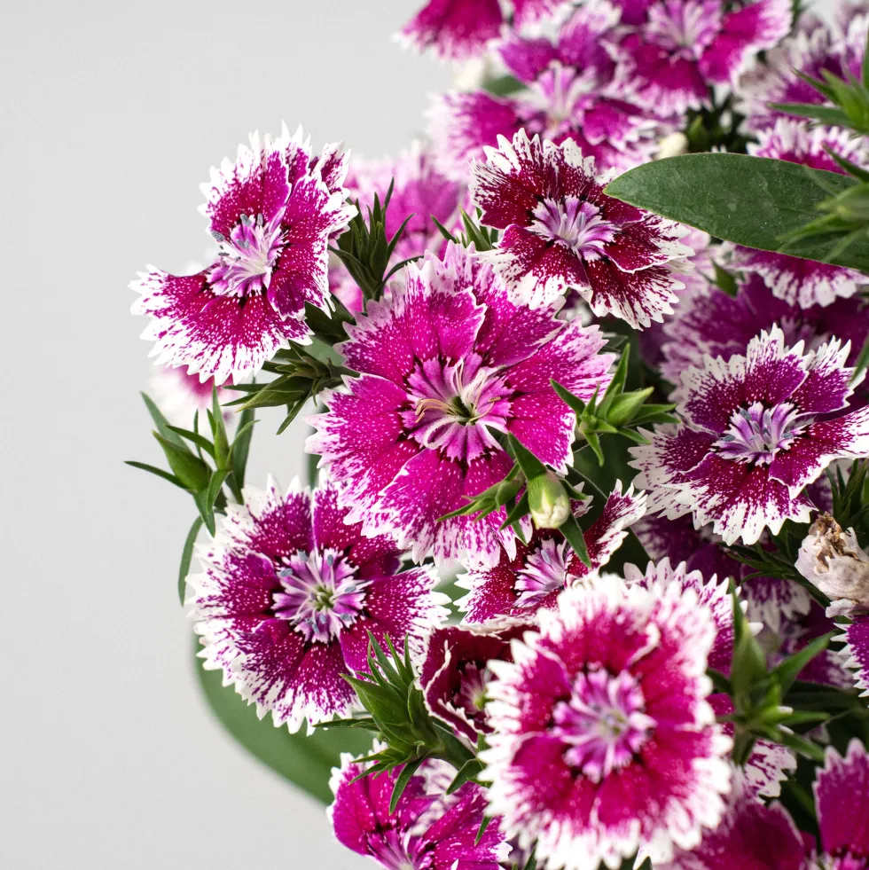 Dianthus barbatus - Clavel del poeta