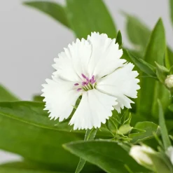Dianthus barbatus - Clavel del poeta