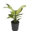 Dieffenbachia 'Camilla'