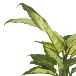 Dieffenbachia 'Camilla'