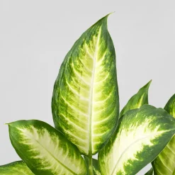 Dieffenbachia 'Camilla'