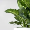 Dieffenbachia 'Mars Sublime'