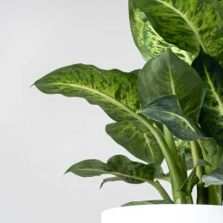 Dieffenbachia 'Mars Sublime'