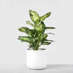 Dieffenbachia 'Mars Sublime'