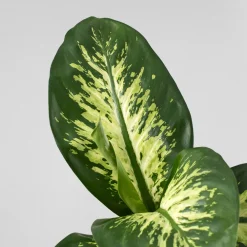 Dieffenbachia 'Tropic Lemon'