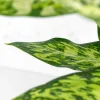 Dieffenbachia 'Vesuvius'