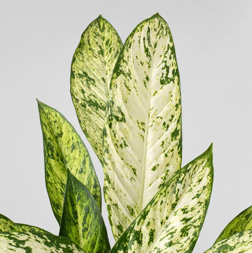 Dieffenbachia 'Vesuvius'